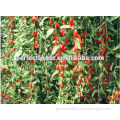 Red color Chinese dried goji berry supplier